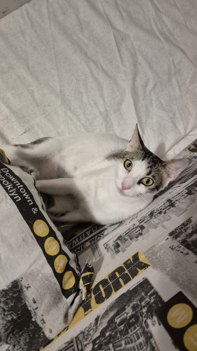 Greta pisica cauta familie