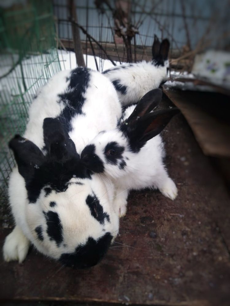 Продажа кроликов