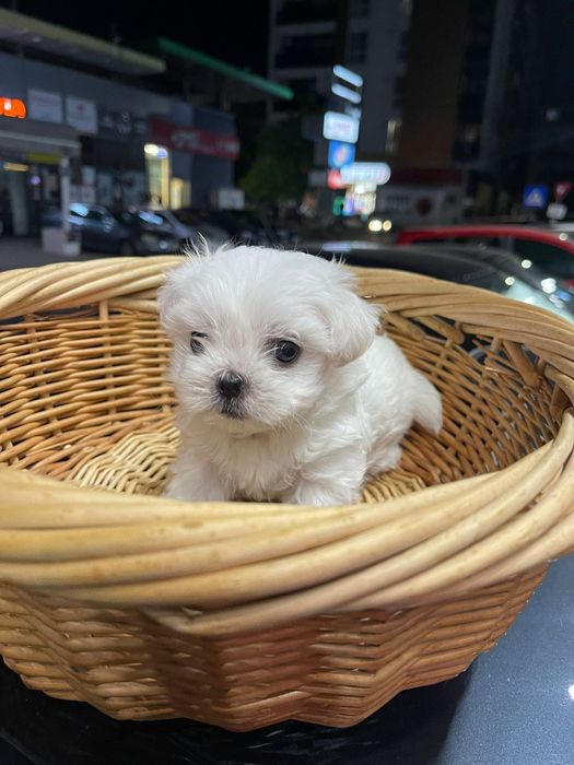 Bichon Maltez Mini Toy