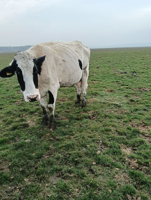 Vând 20 de vaci mulgătoare