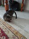 Бенгальский котёнок