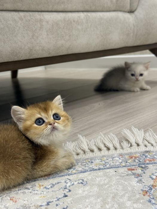 Продаются  котенок чёрны золота
