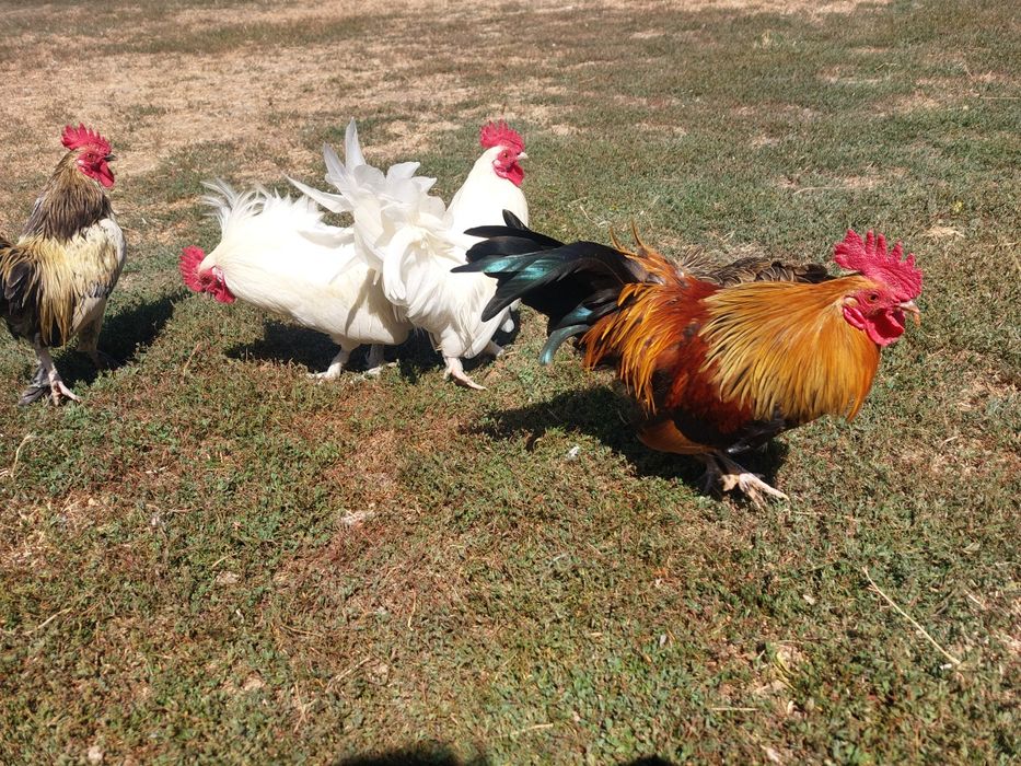 Cocoși pitici de vânzare