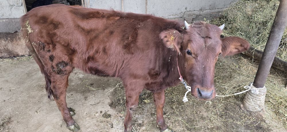 Ғуножинлар сотилади.  1.5 ёшдан