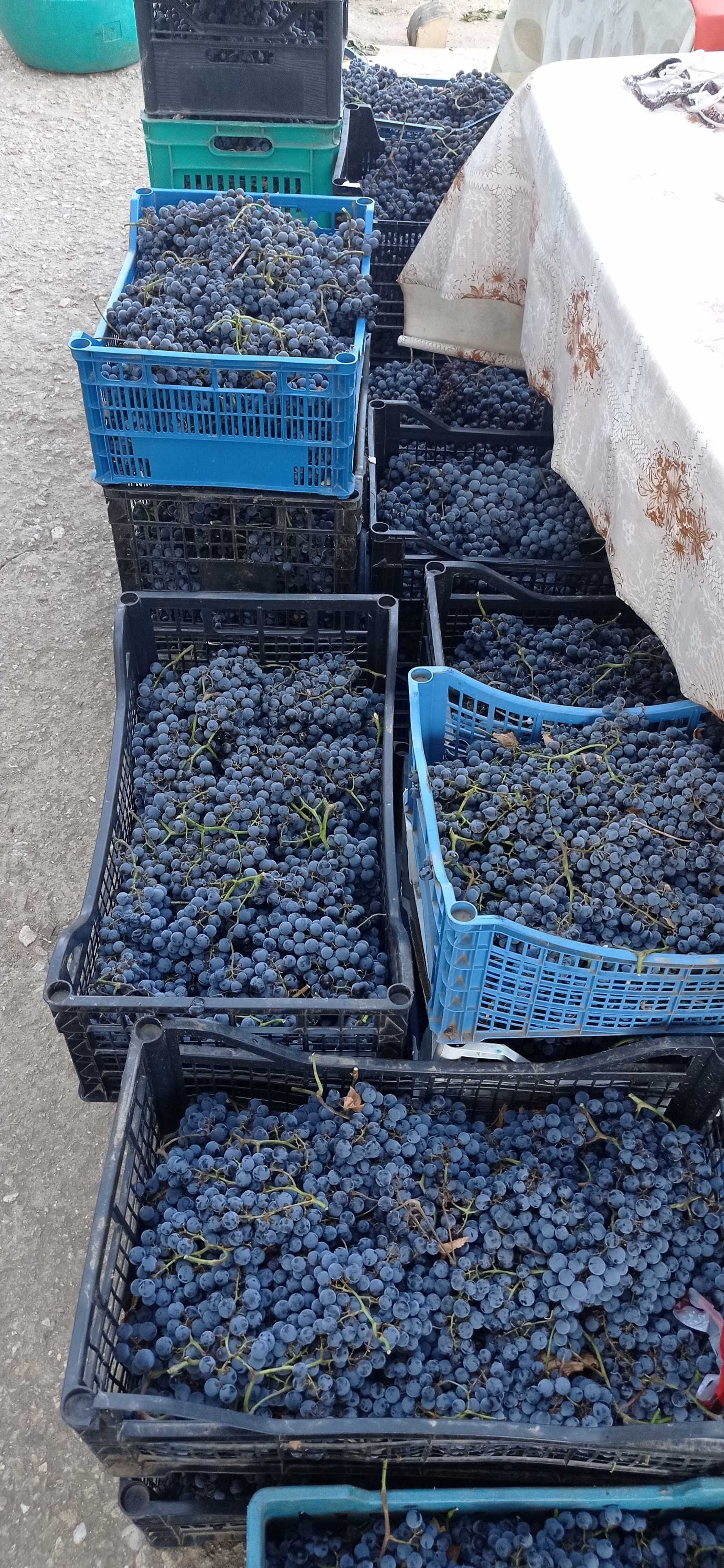 Продавам грозде, сорт "Мерло"