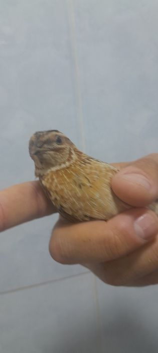 Бедана  алплари кеган