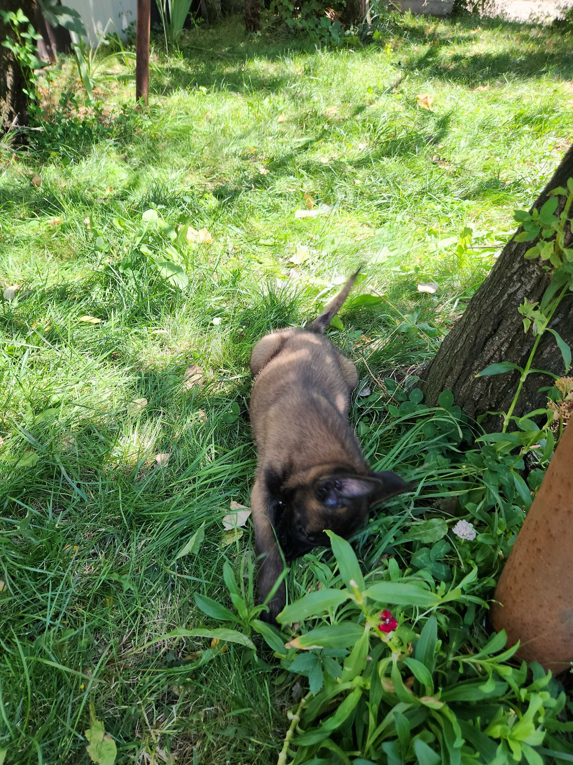 Ciobanesc belgian Malinois mascul cu pedigree