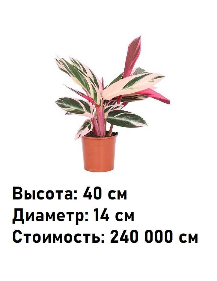 Комнатное растение - (Calathea) - Голландская Калатея
