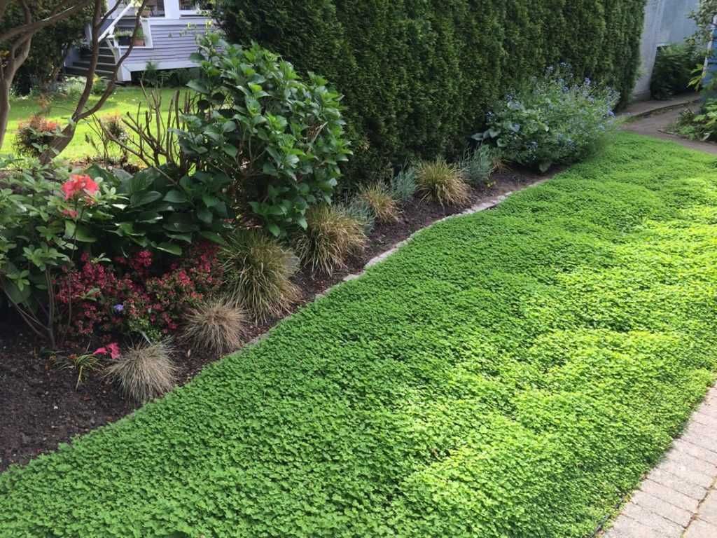 Клевер газонный карликовый декоративный низкорослый