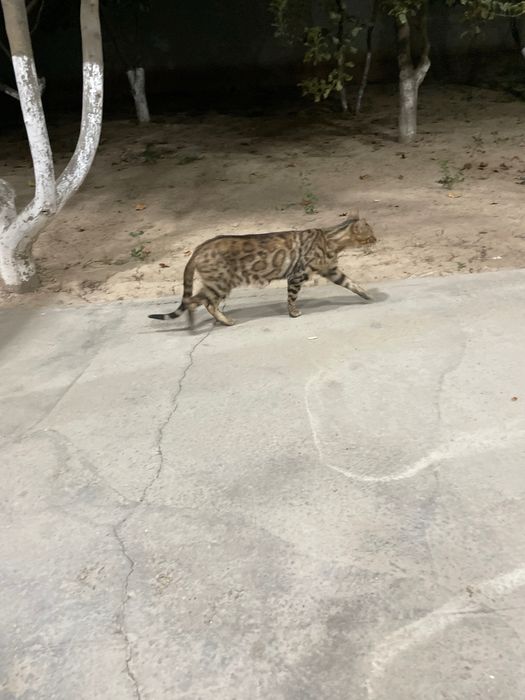 Bengal qiz tozza qon