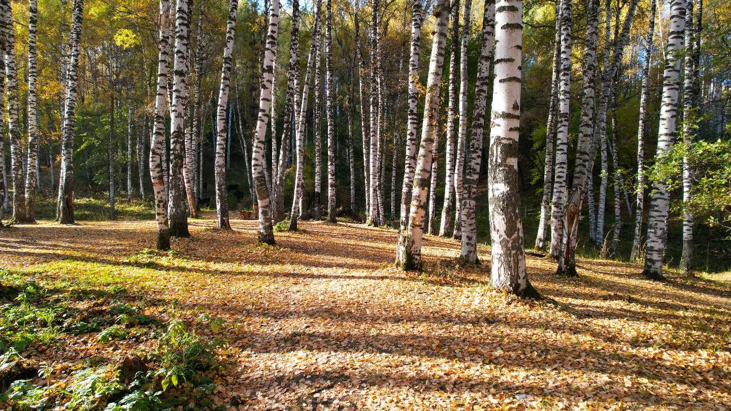 Продам 10 соток участок под бизнес (гостевой дом) госакт, внутри леса