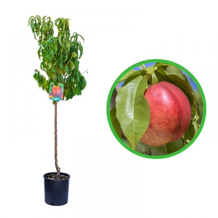 Pomi fructiferi la Ghiveci (NECTARIN)