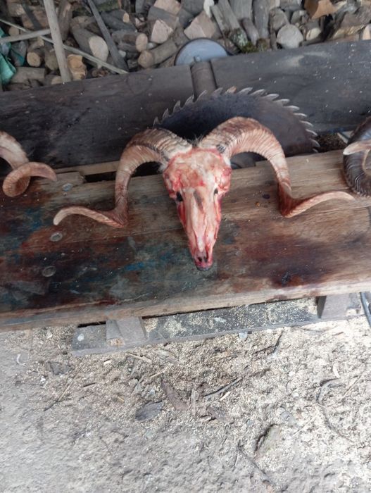 Vând trofeu de berbec