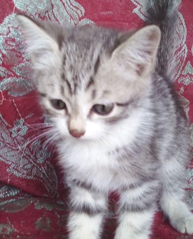 Котята разной породы