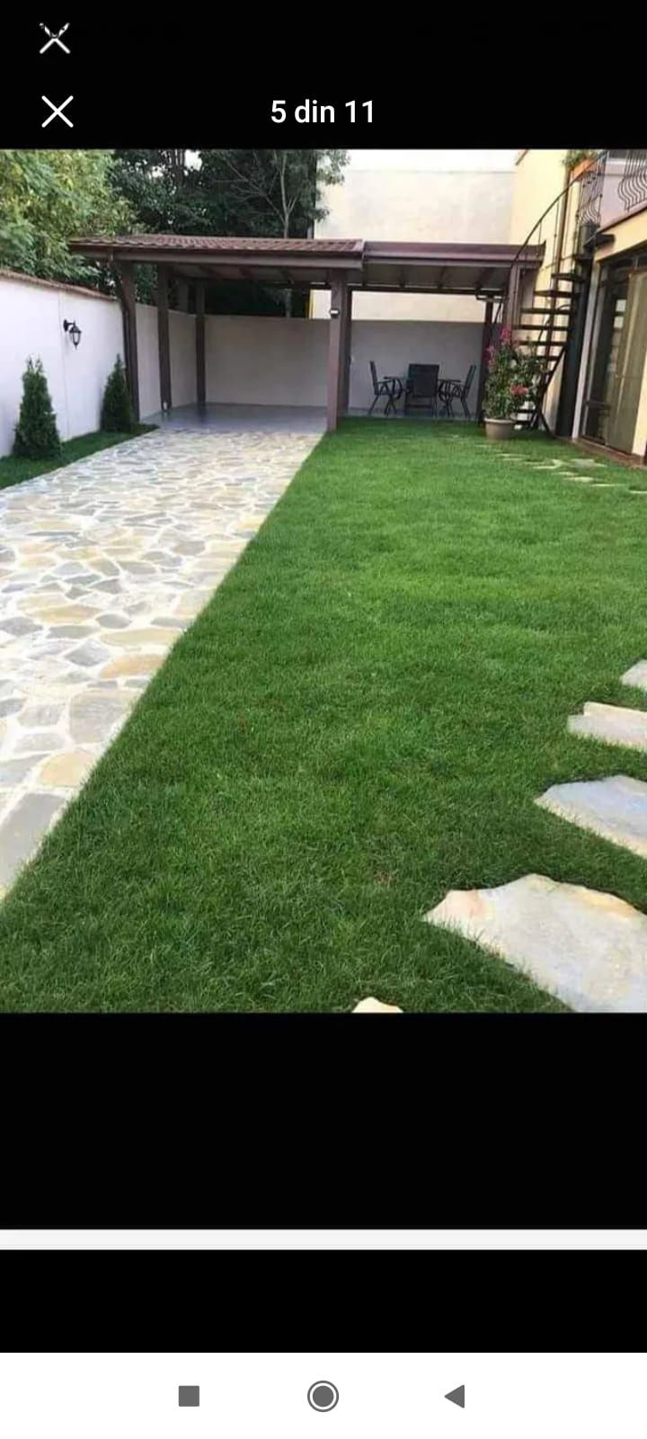 Gazon ,plante ornamentale