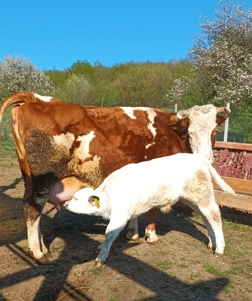 Vacă cu vițel de vânzare.