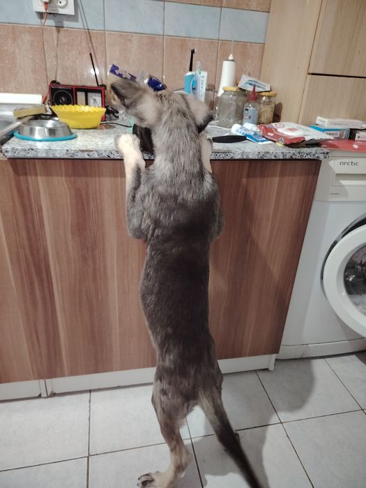 Cățel spre adopție