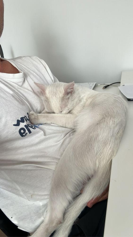 Коте на една година