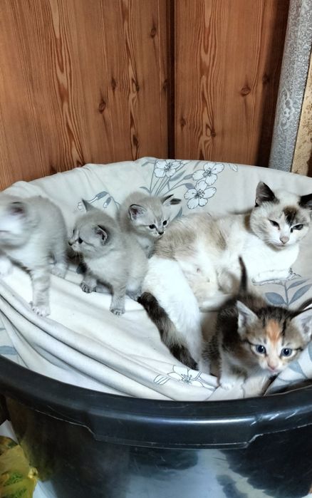Отдам трёхцветных котят в хорошие руки