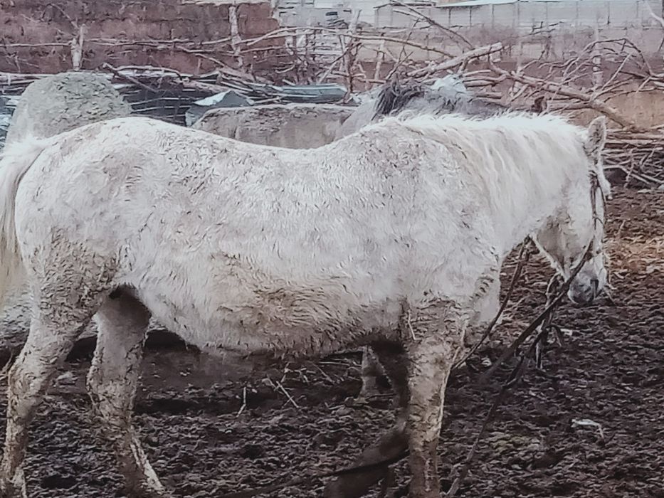 Семіз жылкылар 550 ден 650 дейын