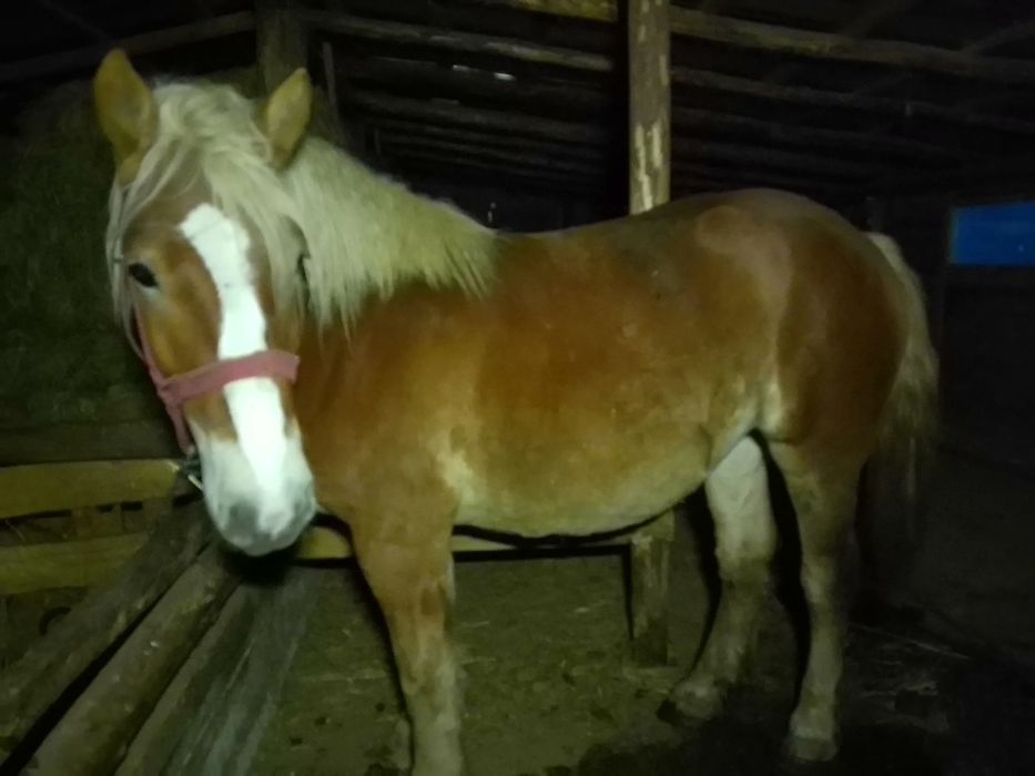 Vând doua mânze tinere și frumoase