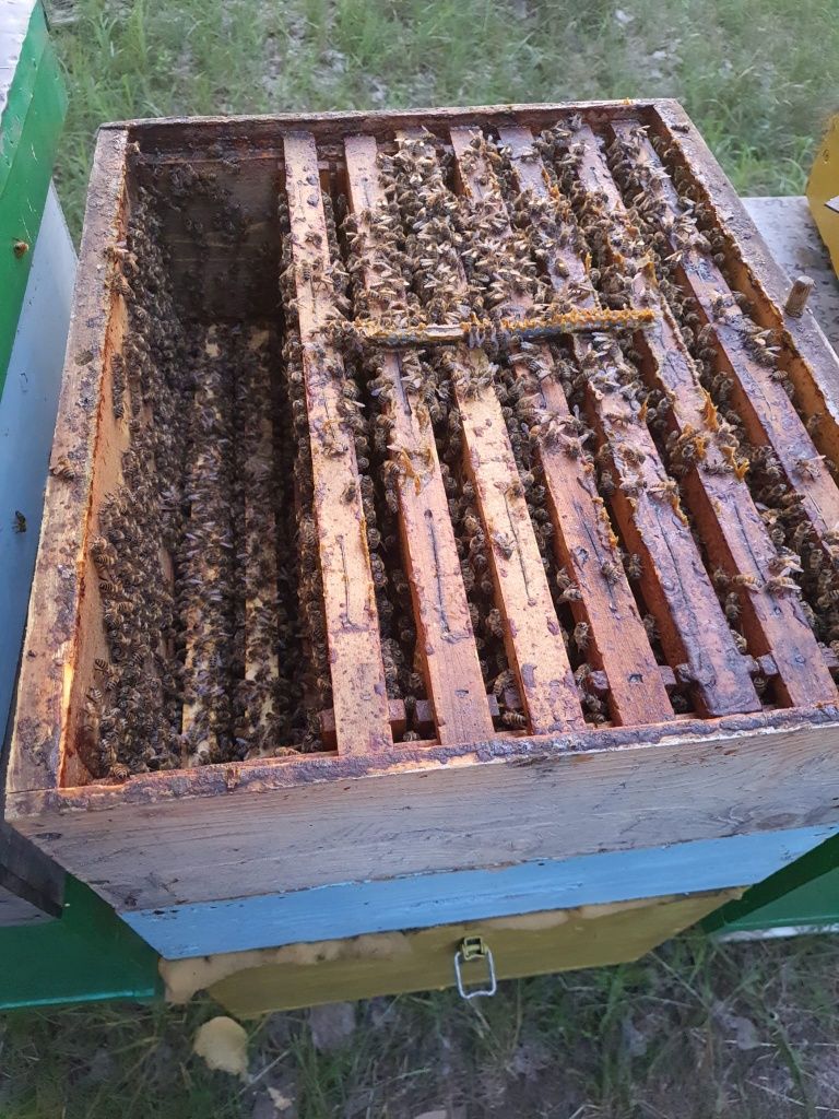 Vînd  familii albine și remorca omologata apicol