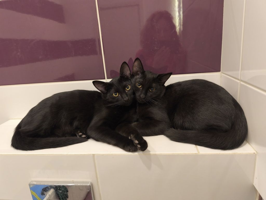 Подарявам 2 малки котенца