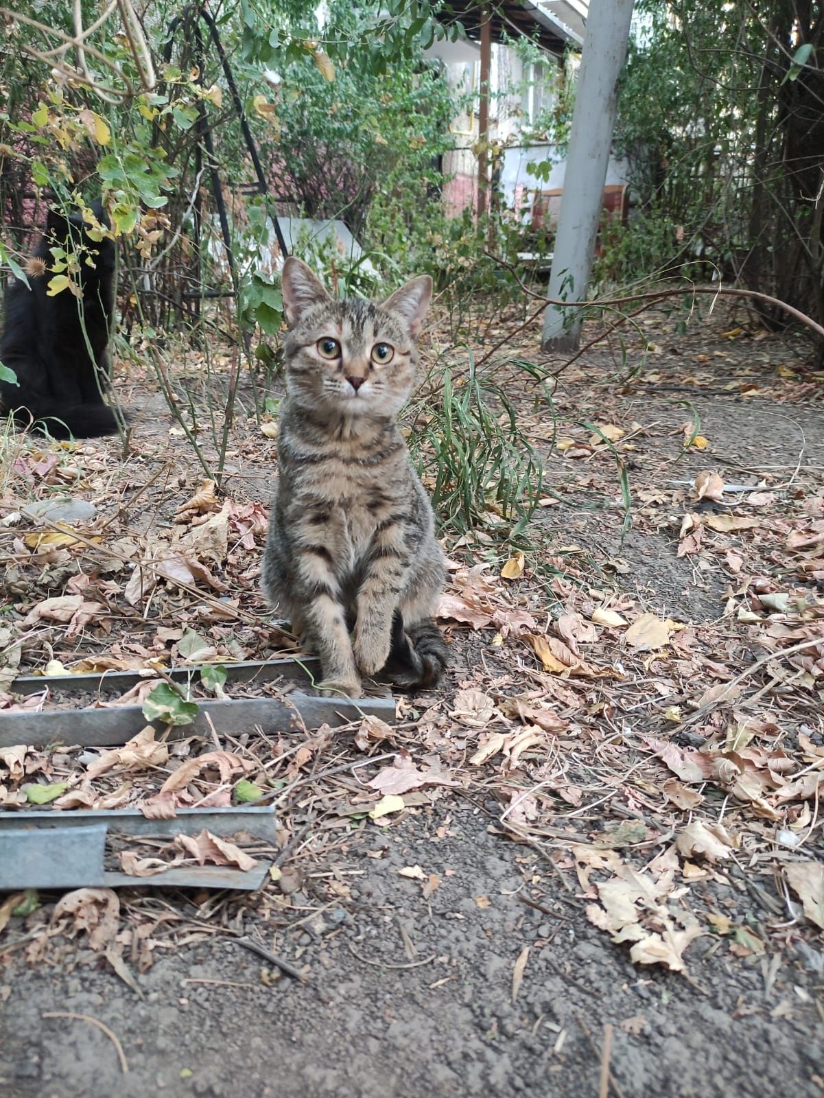 Котенок девочка 3-4 месяца