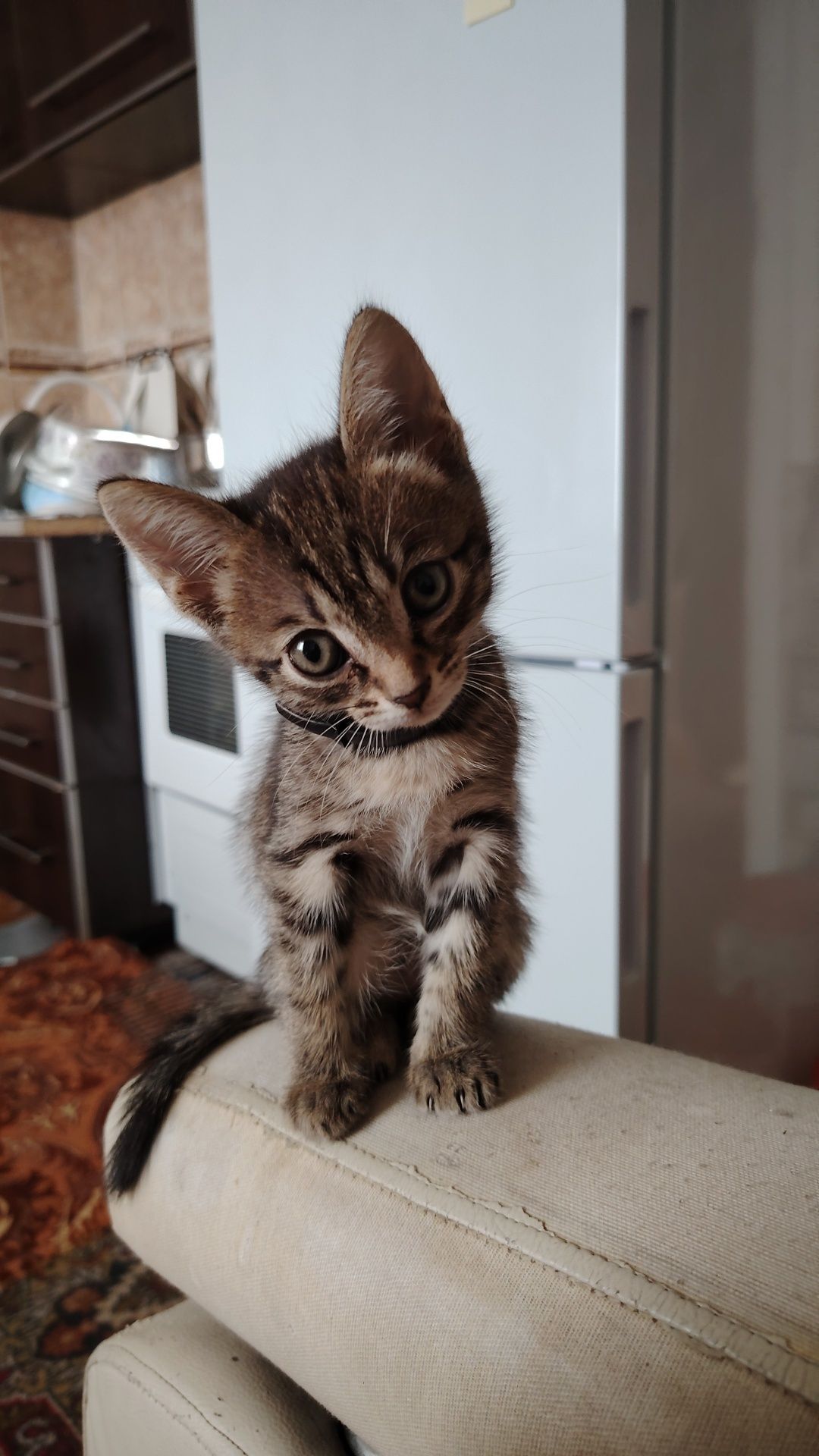 Отдам даром котят
