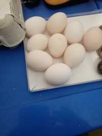 Vând ouă de pitici