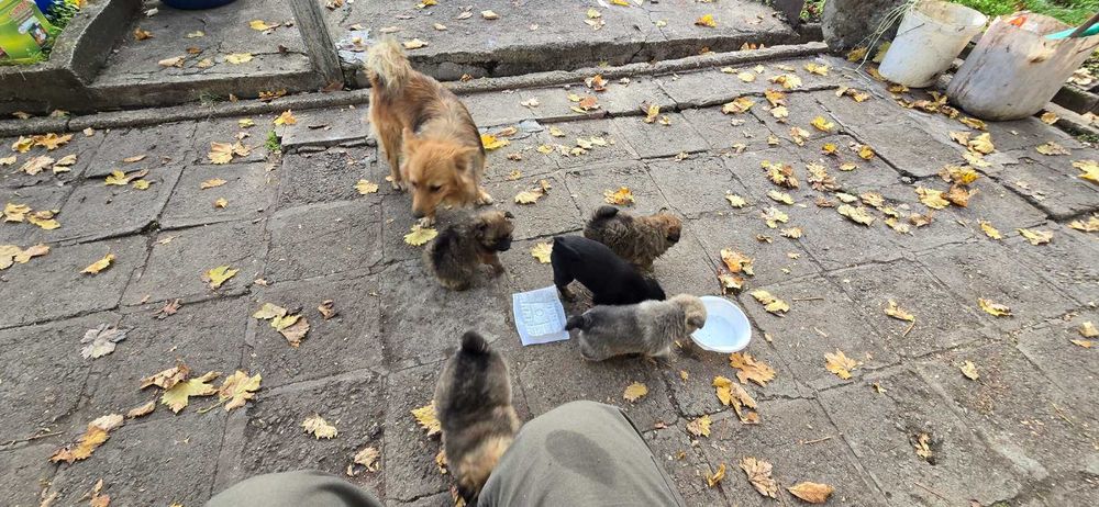 Подарявам кученца