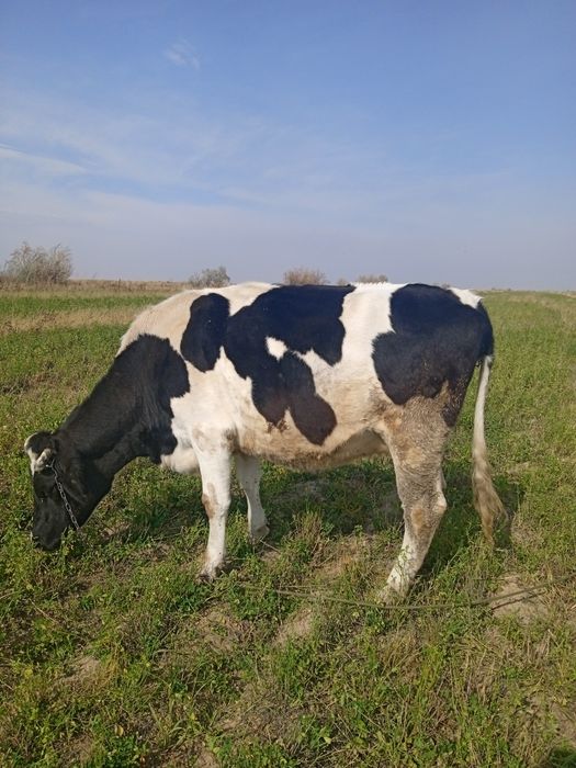 Галштинская порода