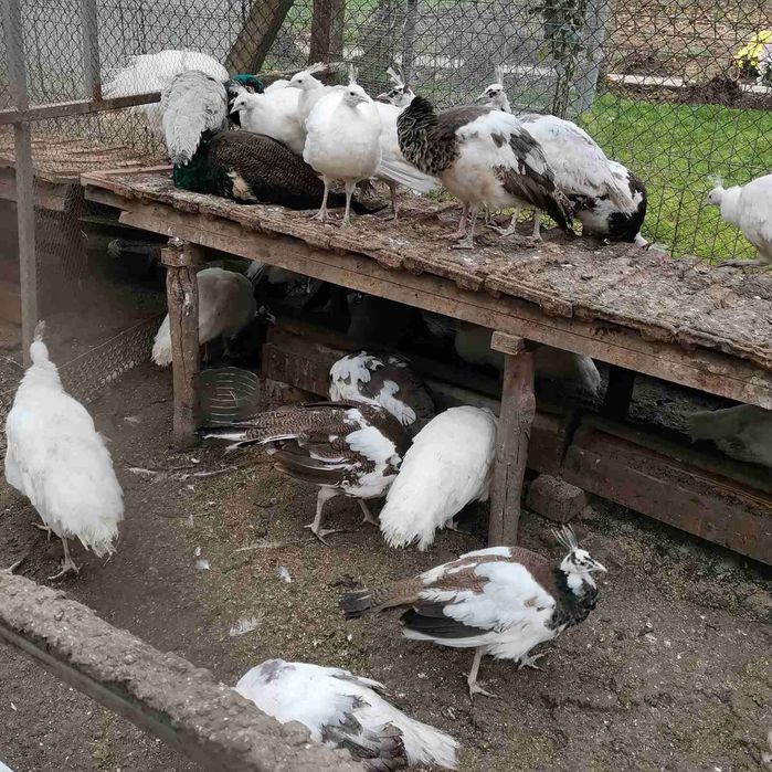 Осем месечни пауни