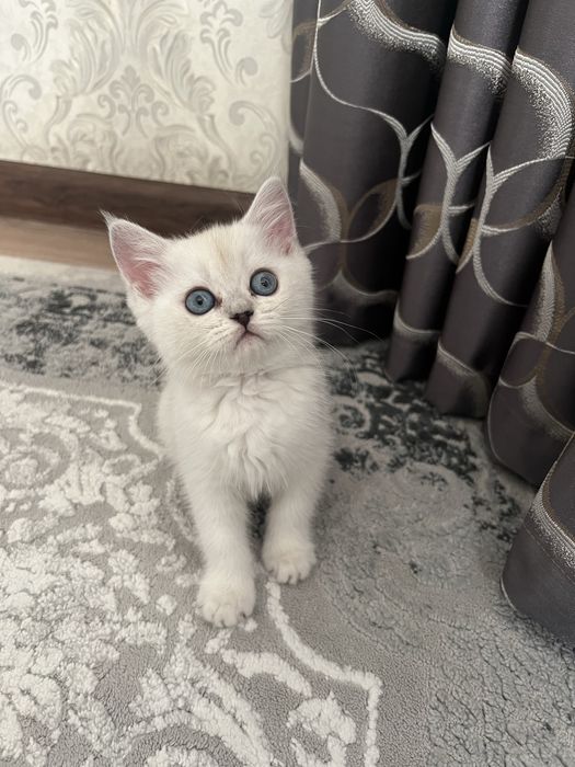 Продается котенок британская короткошерстная шиншилла