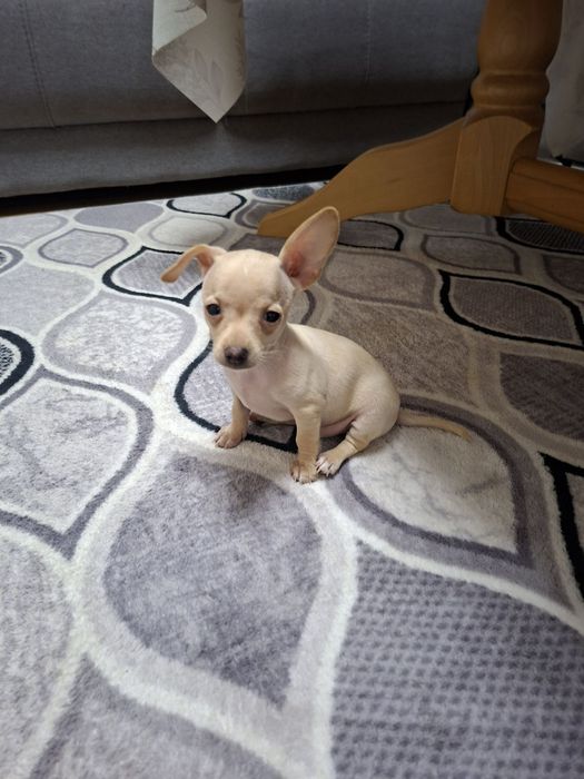 МИНИ Пинчерчета.