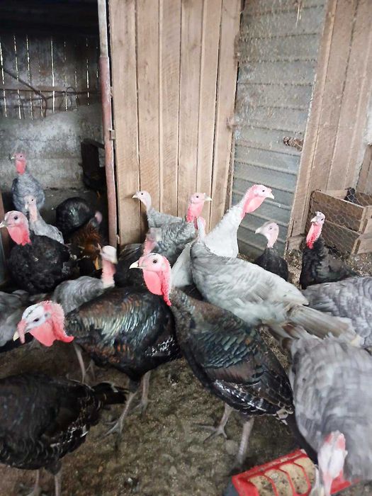 Vand curci si curcani albastri