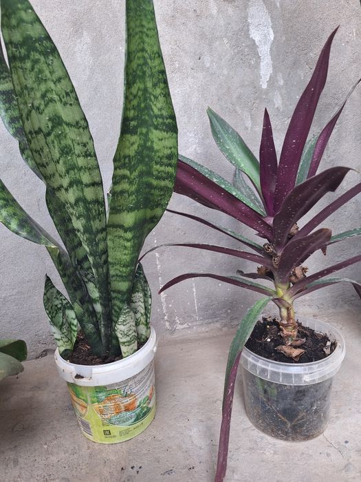 Комнатные растения