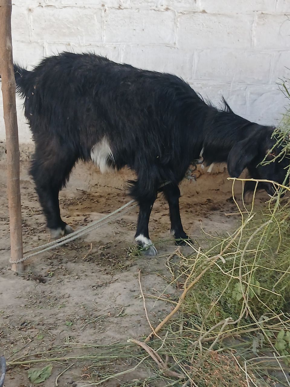 Echki sotiladi urgʻochi