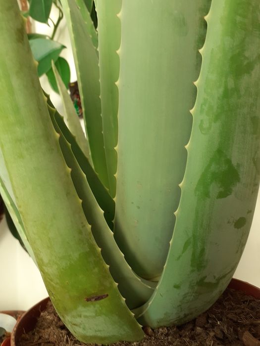 Aloe vera Barbadensis Mille,70 cm înălțime, peste 6 ani, boboc floare