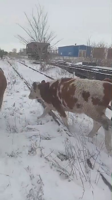 телочка  9 месяцев