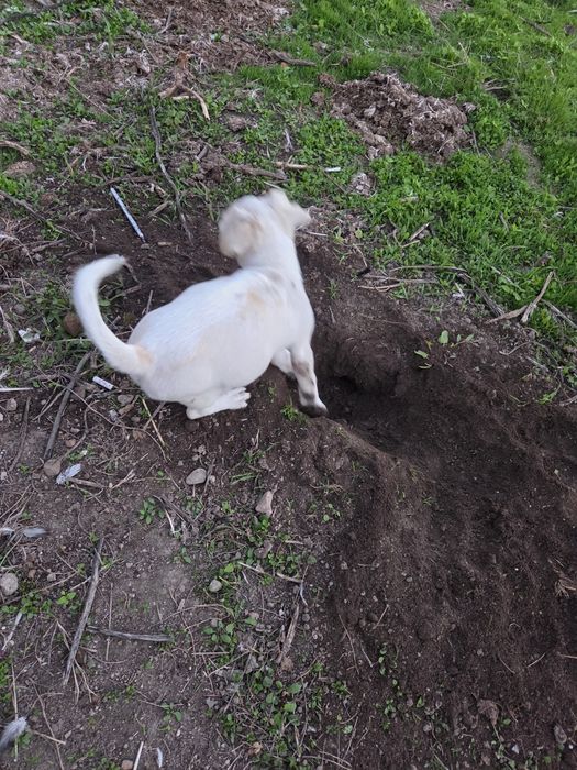 Подарявам кученца