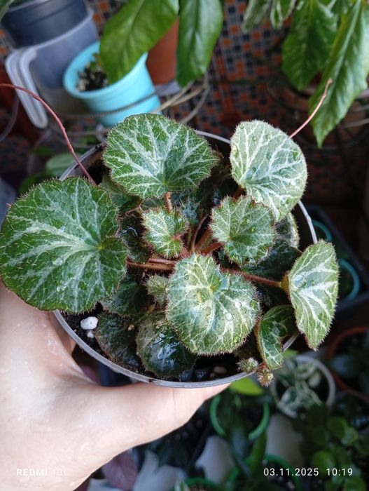 Продам цветы комнатные