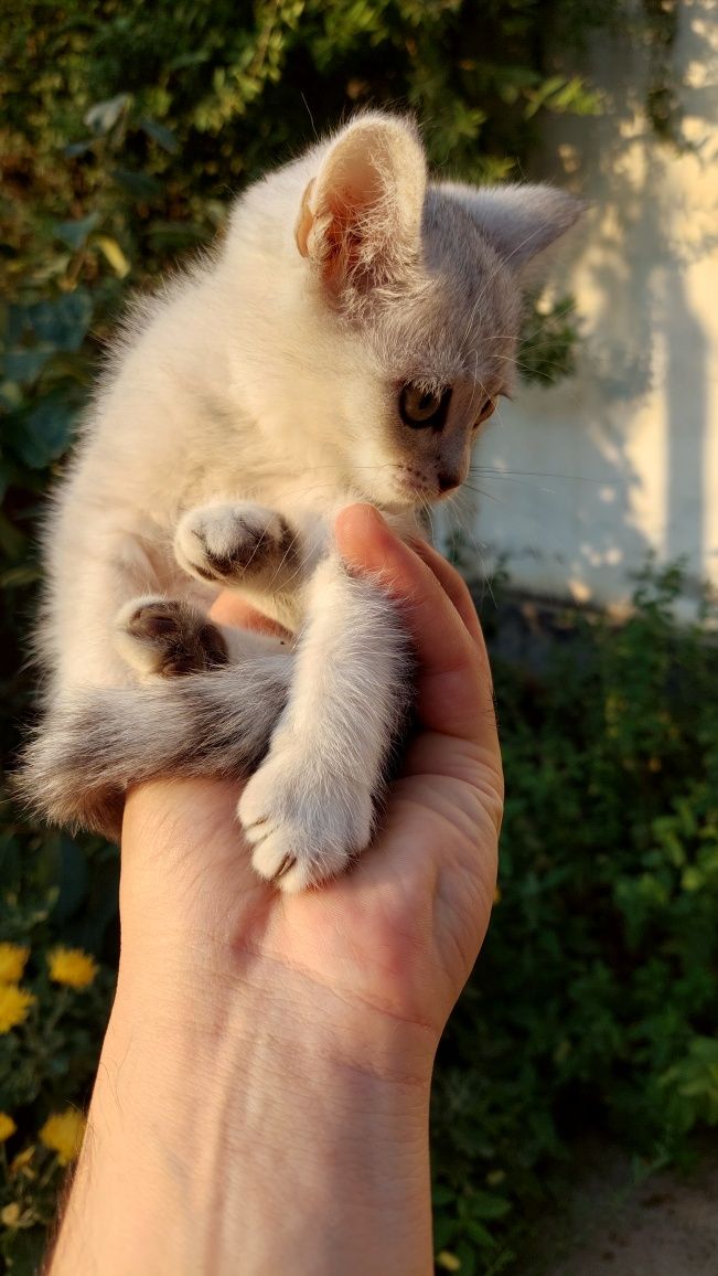 Скотиш фолд ва страйт