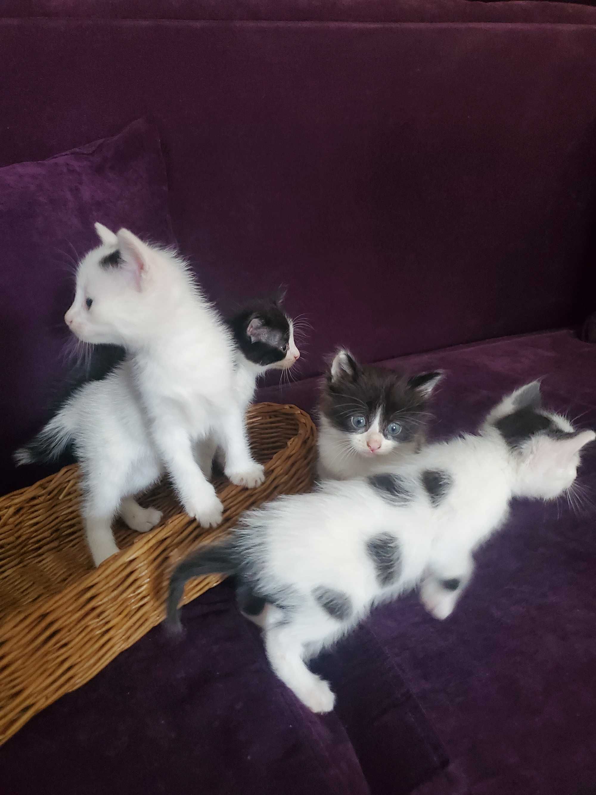 4 котенца, момичета, търсят дом
