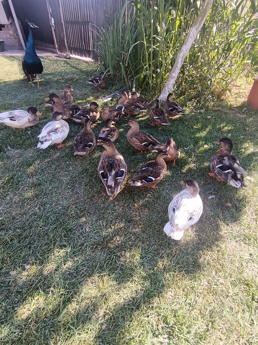 rațe pitice olandeze