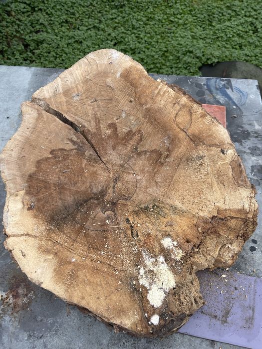 Rondele nuc uscate - blat