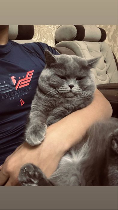 Vyazkaga Erkak Mushuk