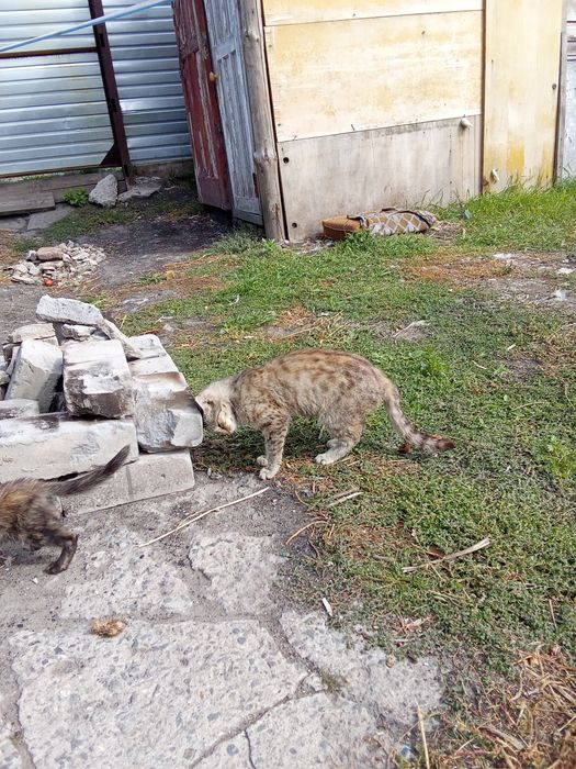 Отдам двух кошичек