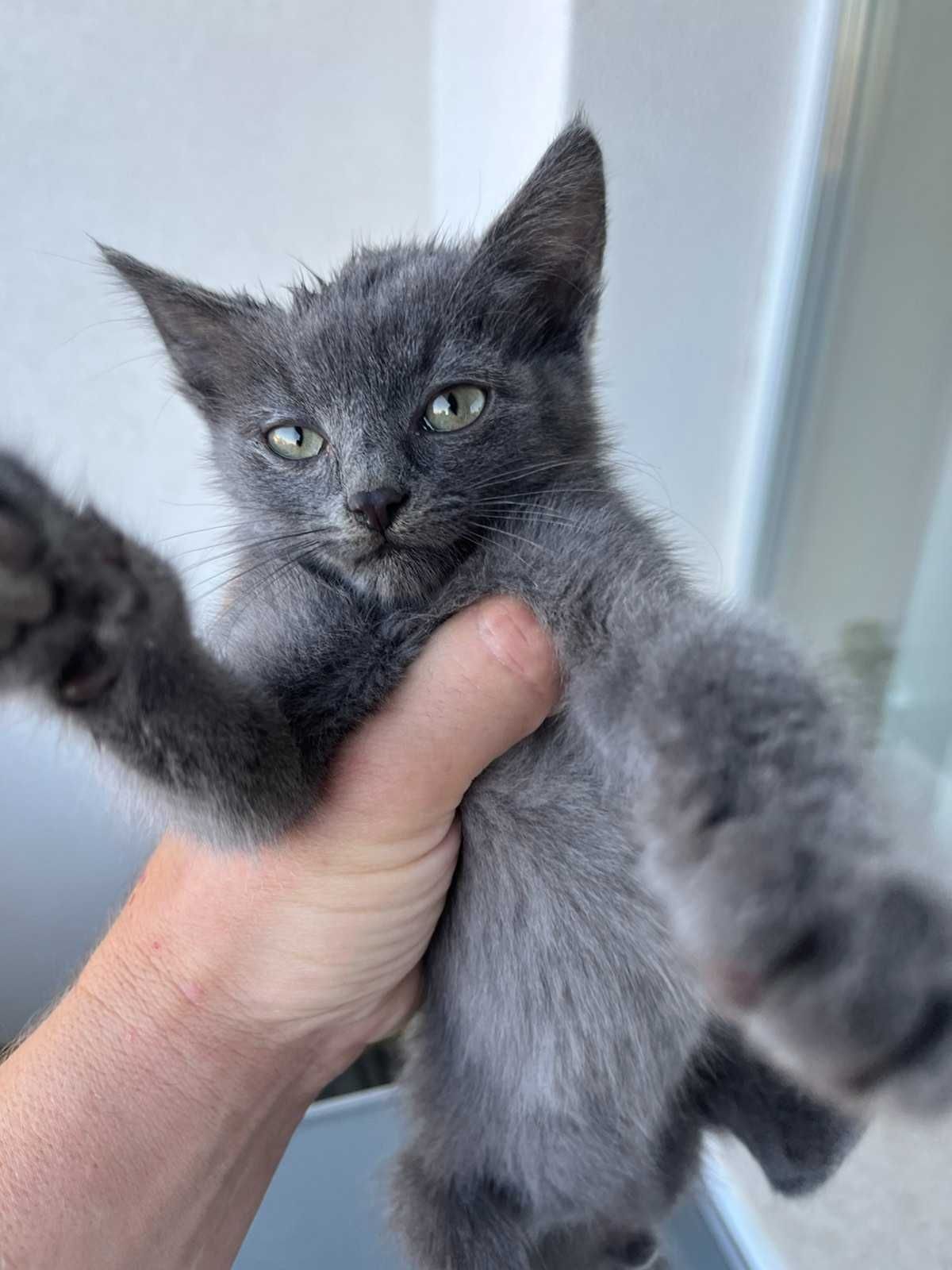 Спасено Коте търси дом