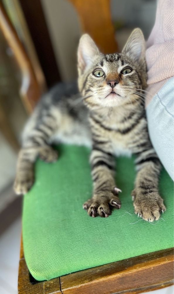 Toby - cel mai dulce si lipicios motanel, pt adoptie